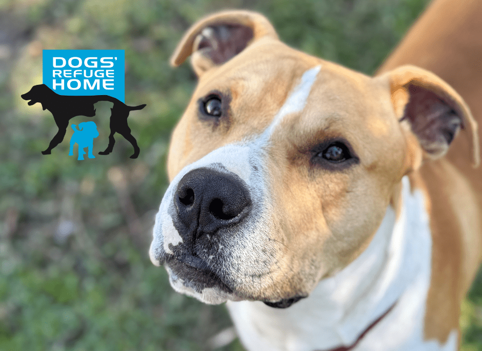 Help Dogs In Need
